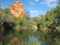 Palm Spring, Old Halls Creek Road